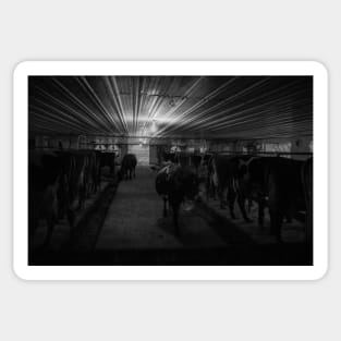 Cows at milking time in dark Amish milking shed Sticker